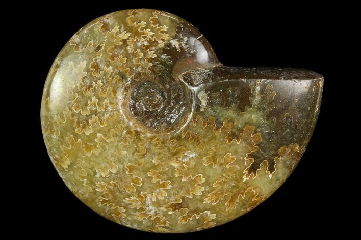 Polished, Agatized Ammonite (Cleoniceras) - Madagascar #119195